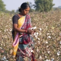 The 3rd Global Cotton Conference